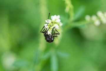 Great Black Digger Wasp on White Sweet Clover Flowers
