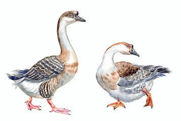 Two geese, watercolor illustration on a white background, zoological illustration for the book and encyclopedia, animal print for various designs.