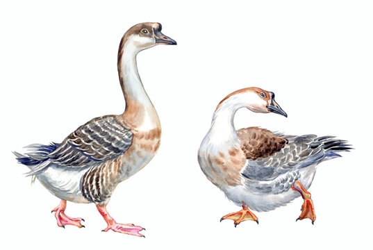 Two geese, watercolor illustration on a white background, zoological illustration for the book and encyclopedia, animal print for various designs.