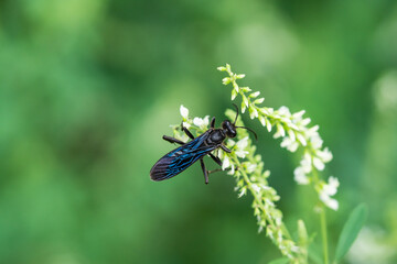 Great Black Digger Wasp on White Sweet Clover Flowers
