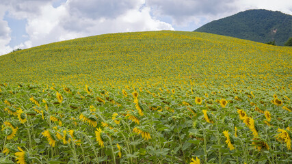 Champ de coquelicots dans la région des Marches en Italie