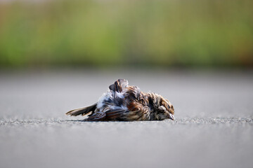 Dead bird bunting. A sparrow hit by a car on the asphalt. Avian flu, pandemic danger.