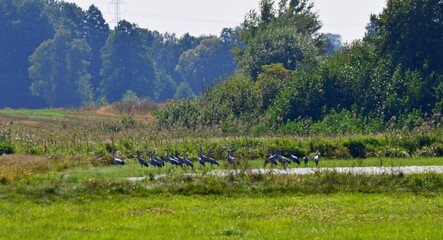 żurawie © Krzysztof