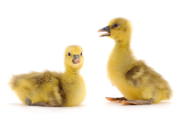 Two little gosling.