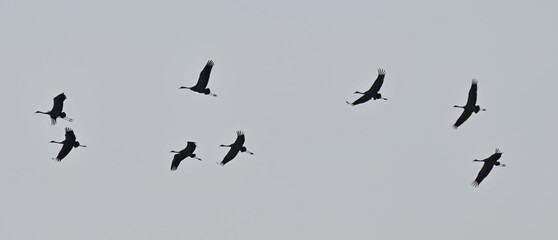 żurawie © Krzysztof