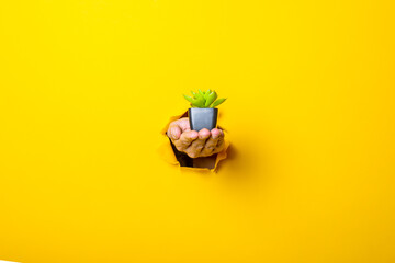 Hand holds indoor flower on yellow background