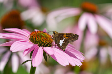 Silver Spotted Skipper Butterfly on Echinacea Flowers