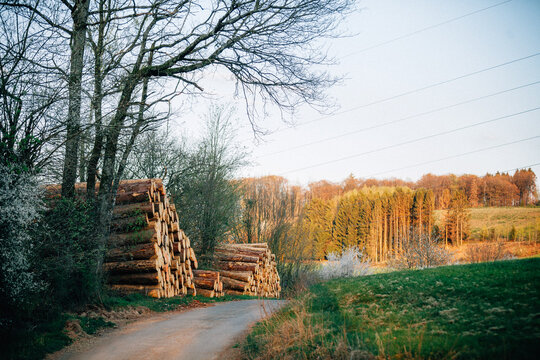 Waldsterben