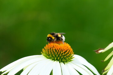 Hummel
