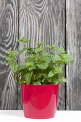 Mint grows in a pot. Against the background of brushed pine boards painted in black and white.