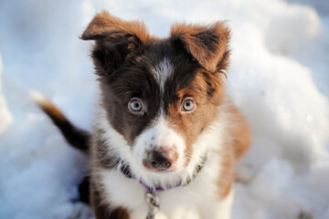 border collie dog