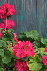 Blooming geranium. Against the background of brushed pine boards painted in black and green.
