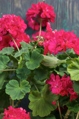 Blooming geranium. Against the background of brushed pine boards painted in black and green.