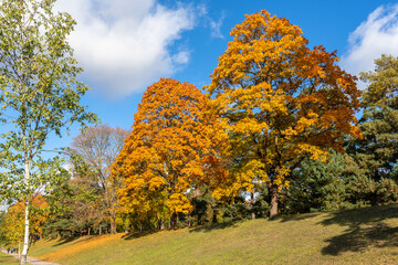 Panorama of autumn trees of bright yellow orange gold color. Fall season background. Rows of...