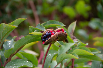 multicolored garden peony seeds close-up
