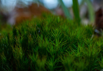 grass in the morning