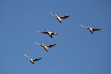 Migrating Tundra Swans in Flight