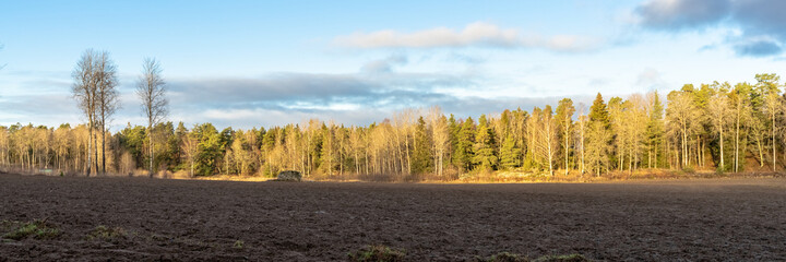 Panorama of empty agricultural fields in autumn. The harvest is gathered. The forest belt grows on the edge of the field. The soil is prepared for planting winter crops.