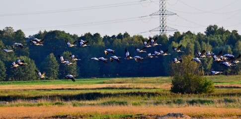 żurawie © Krzysztof