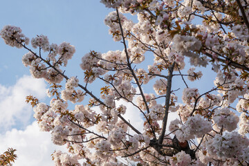 青空が背景の満開の桜