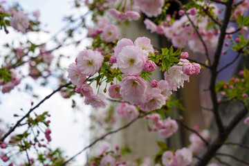 Fototapeta na wymiar 雨宝院の桜