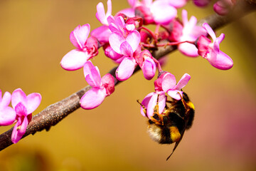 Bee taking nectar in a tree flower