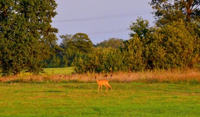 sarna © Krzysztof