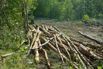 Cut down trees lying in the forest.