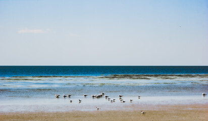 Fototapeta na wymiar Seagulls rest