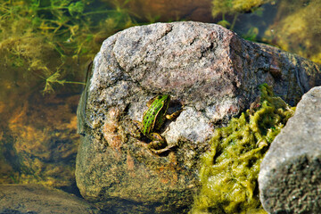 frog on stone