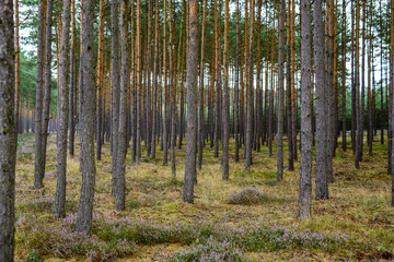 Blossoming Heather on the meadow. Forest area