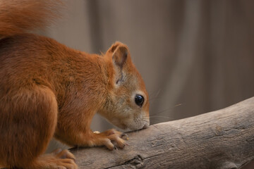 Red squirrel standing on a branch  and sniffing it, close up(Sciurus vulgaris). The red squirrel or...