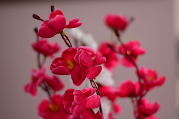 Pink Flower Grey Background