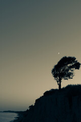 lonely tree in the moonlight