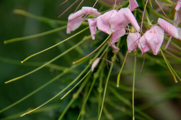 cleoma prickly plant spider flower close-up