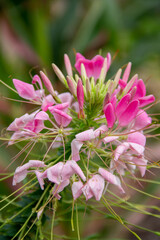 cleoma prickly plant spider flower close-up