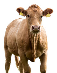 cow on a white background isolated