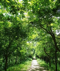 Obraz premium 경주 대릉원 산림욕 숲길 