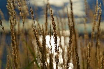 Yellow straws of grass up close in the soft summer light with blurred ocean and sky backdrop.