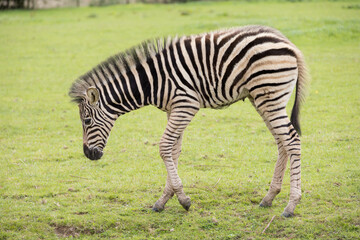 Fototapeta na wymiar young zebra eating grass