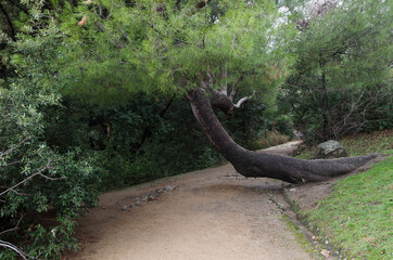 Park in Alupka (Crimea)