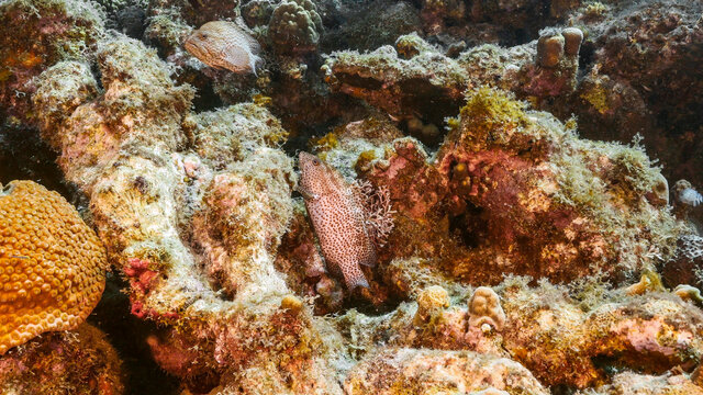 Close up of Red Hind in coral reef of the Caribbean Sea / Curacao
