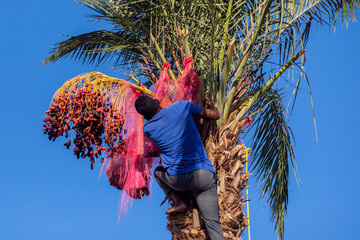 Man climbing on palm collecting dates.