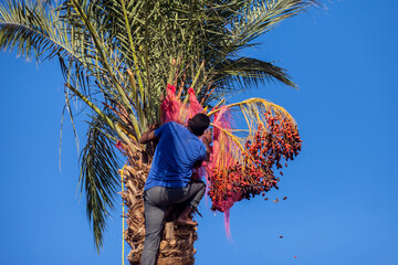 Man climbing on palm collecting dates.