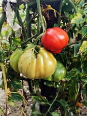 Tomatoes on the vine. Tomatoes in the garden