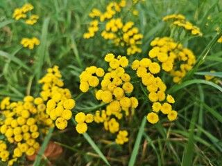 Yellow flowers in the garden -  Tanacetum vulgare L.
Golden-buttons , Tansy , Common tansy