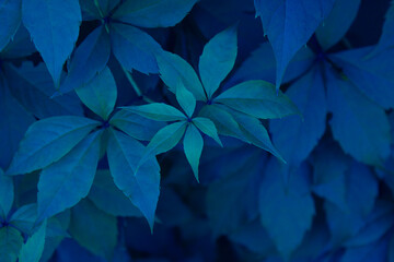 Virginia creeper (Parthenocissus Quinquefolia) leaves covering a wall. Color of the year 2020 classic blue background.  Natural floral background.