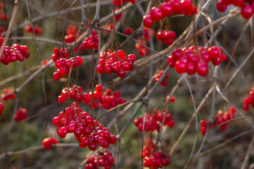 Obraz premium Bush of Viburnum opulus with red berries and without leaves outdoor in autumn