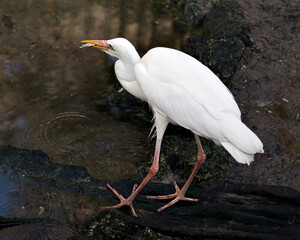 White Heron stock photo. White Heron close-up profile with a minnow, displaying its white plumage, body, head, eye, beak, with blur background in its environment and habitat.