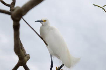 Heron resting on a sunny day in Cabo Frio, RJ